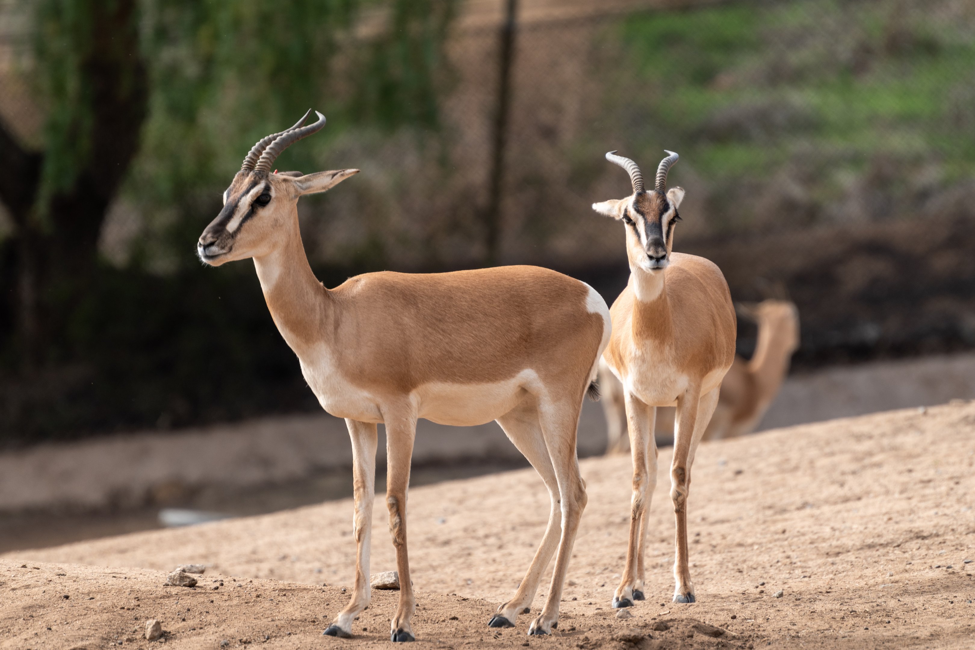 Soemmerring’s Gazelle