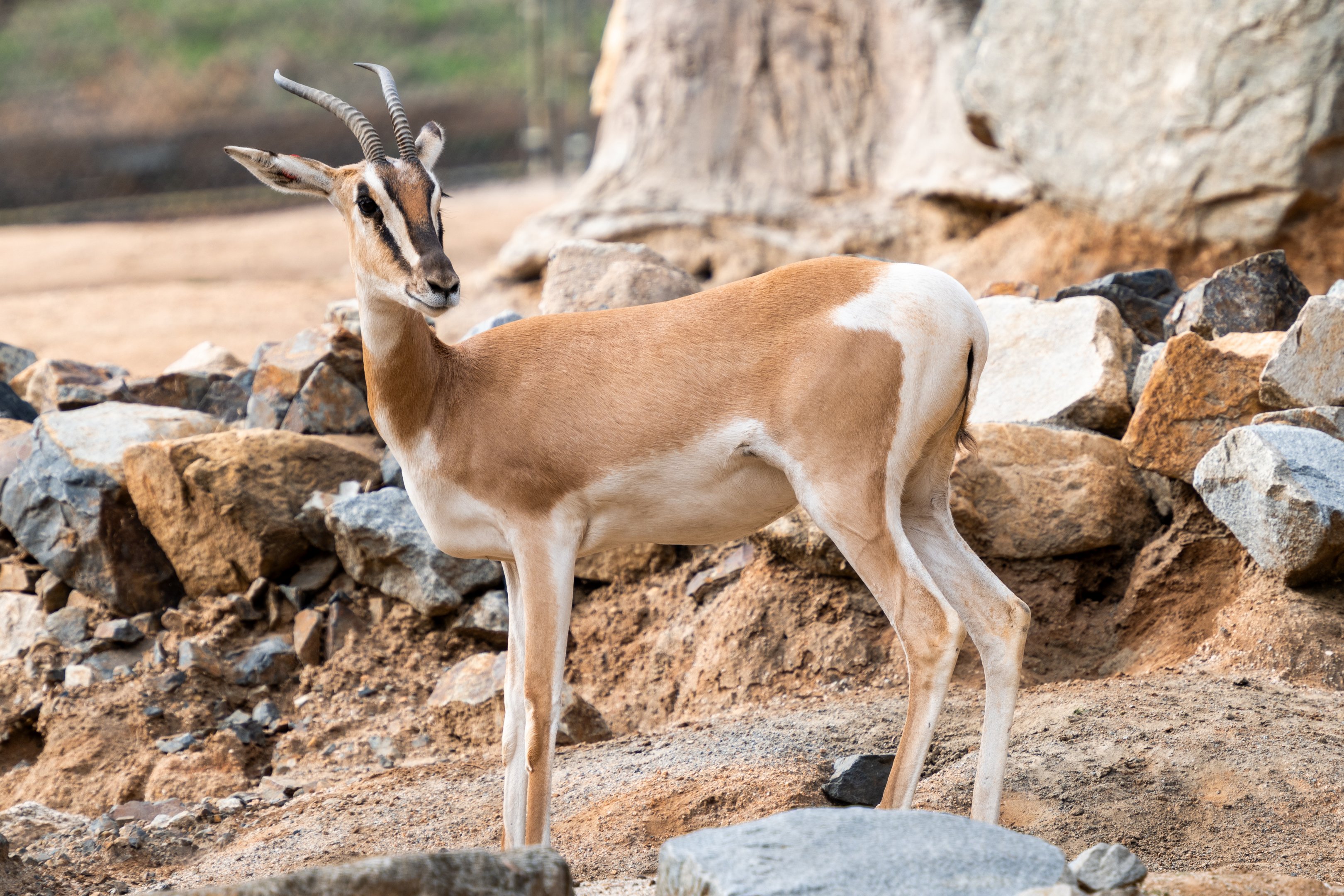 Soemmerring’s Gazelle