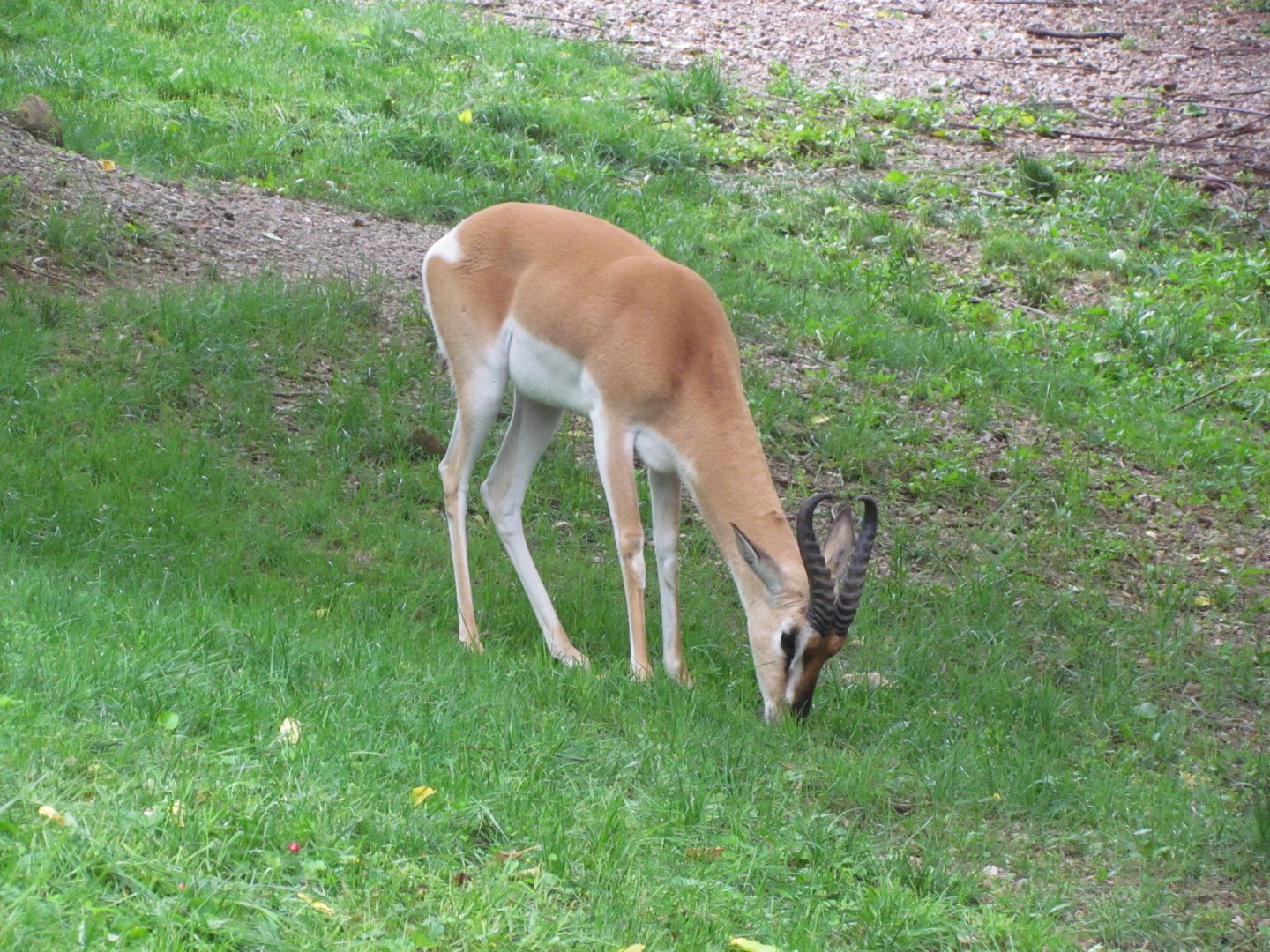 Soemmerring’s Gazelle