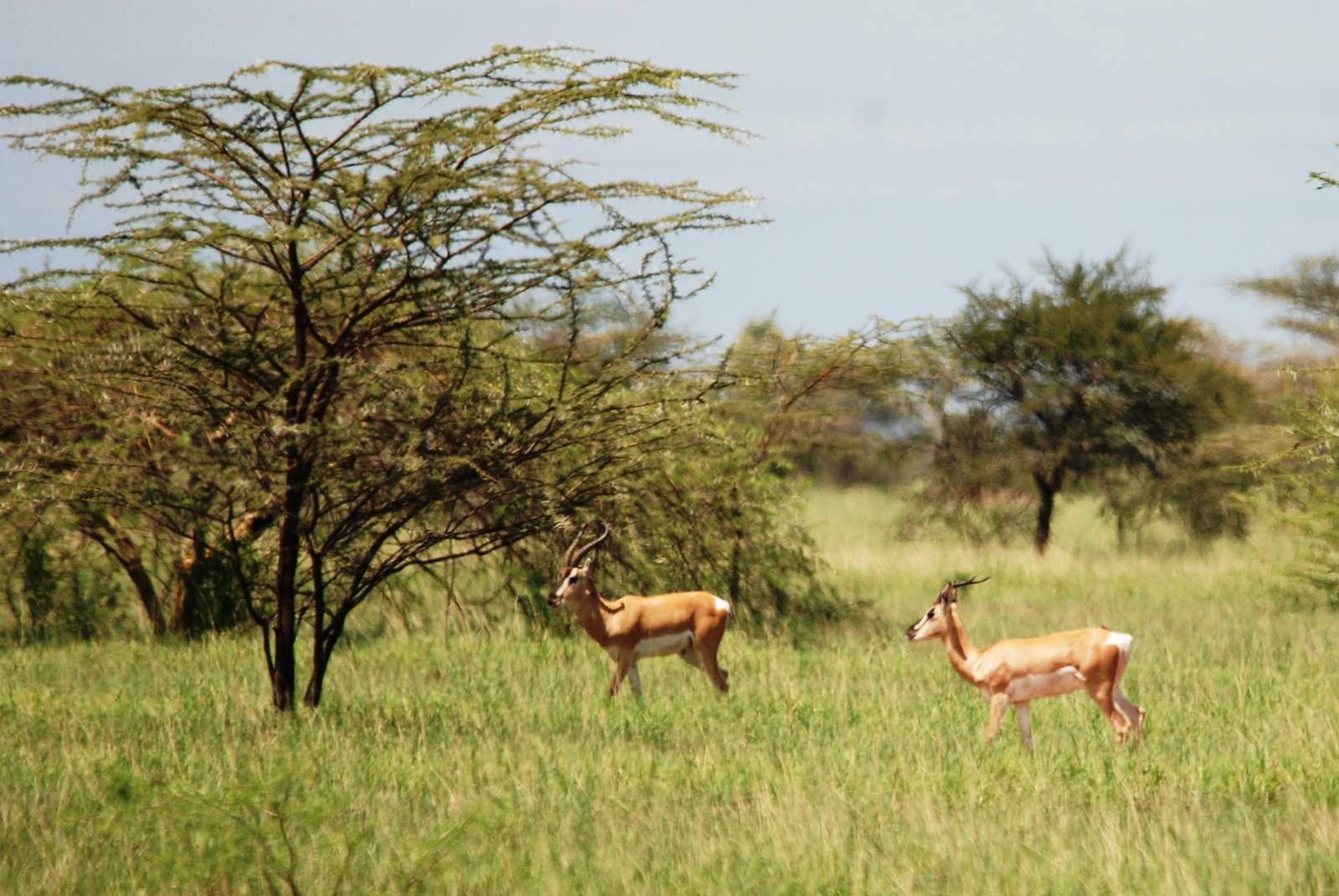 Soemmerring's Gazelles in Awash NP, 12/10/14
