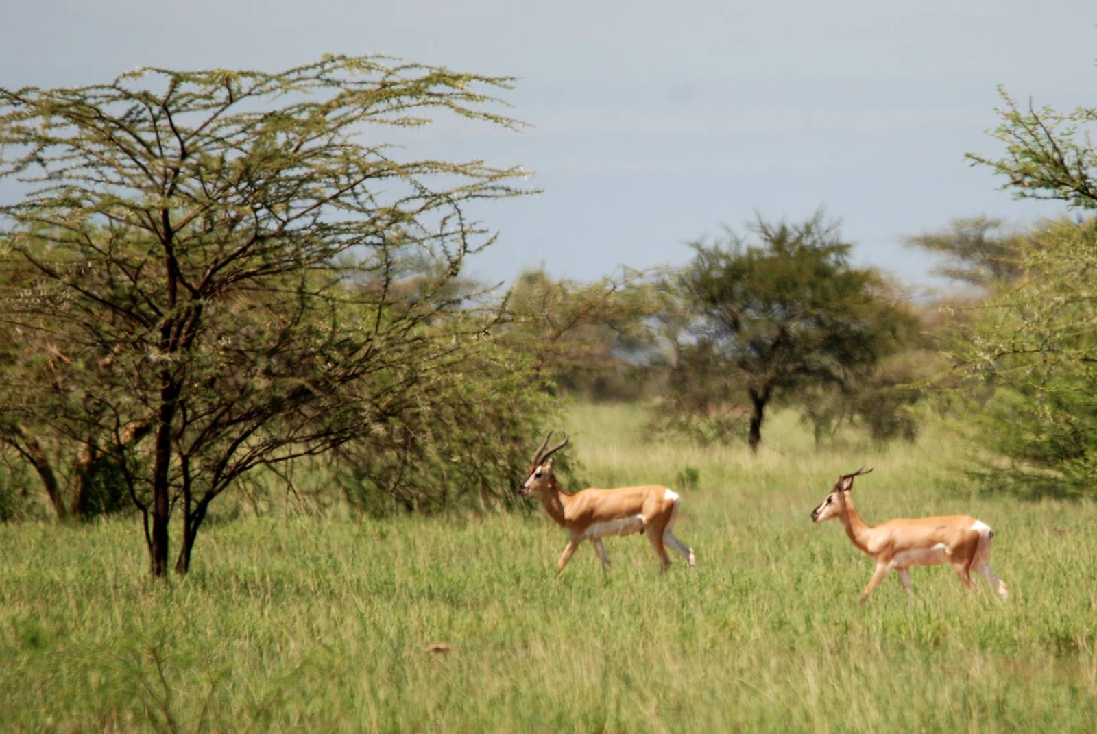 Soemmerring's Gazelles in Awash NP, 12/10/14