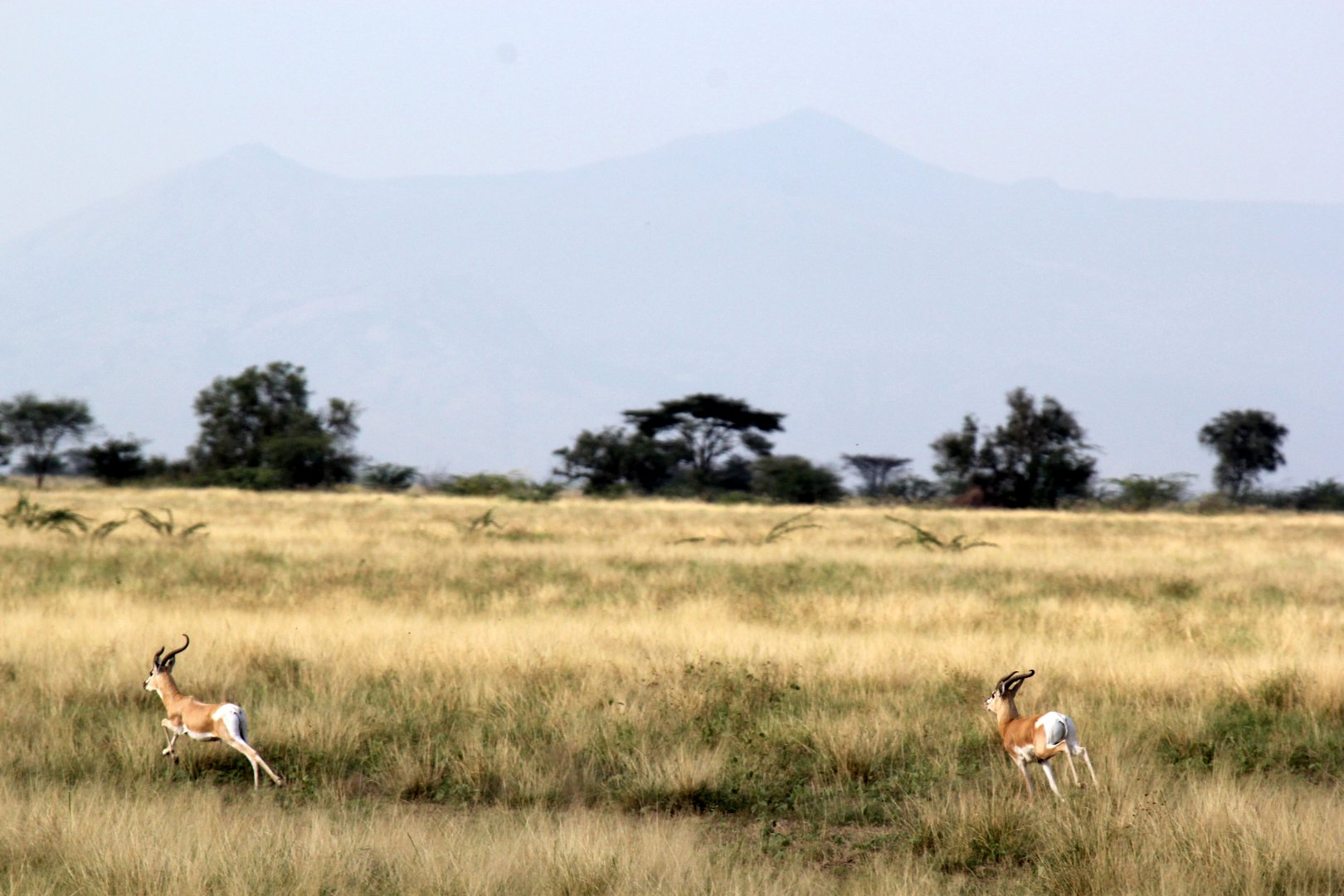 Soemmerring's gazelles (Nanger soemmerringii) running