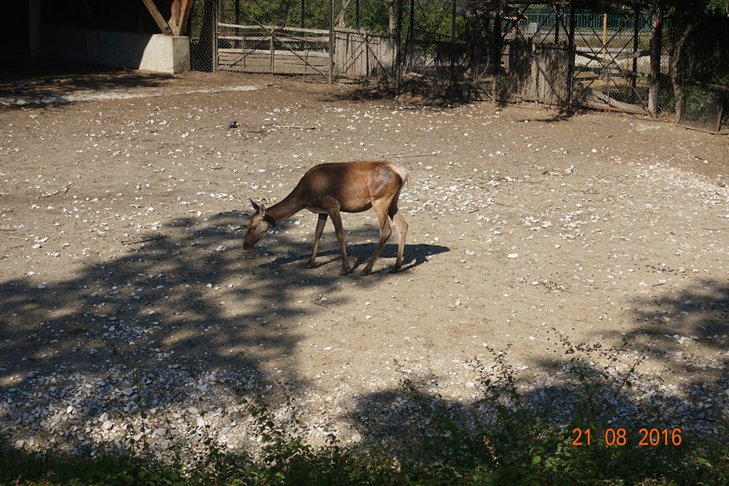 Sofia Zoo 21.8.16