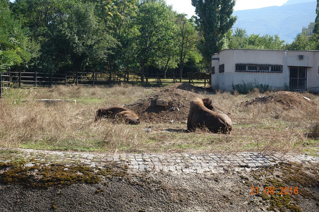Sofia Zoo 21.8.16