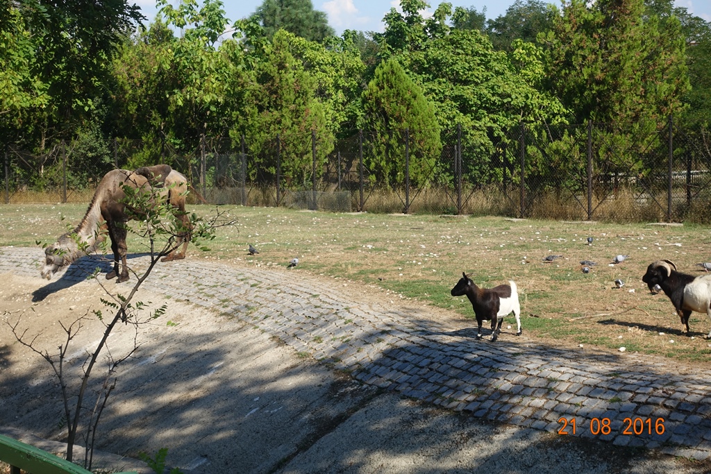 Sofia Zoo 21.8.16