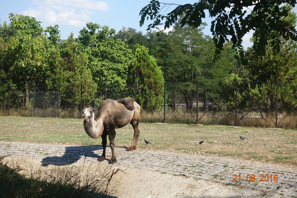Sofia Zoo 21.8.16