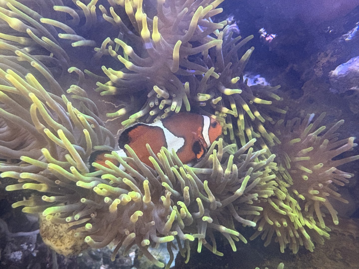 Soft Coral and Percula? Clownfish