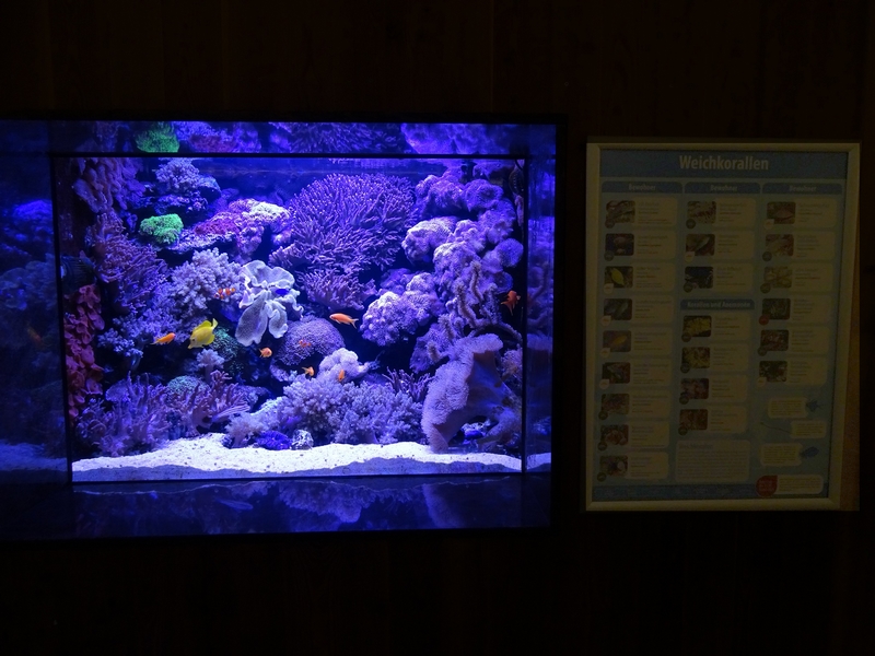 Soft coral aquarium