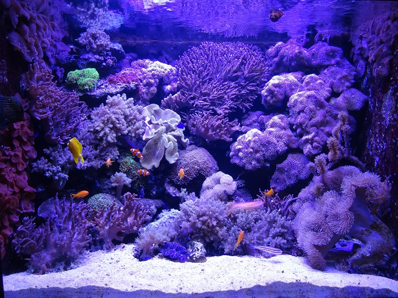 Soft coral aquarium