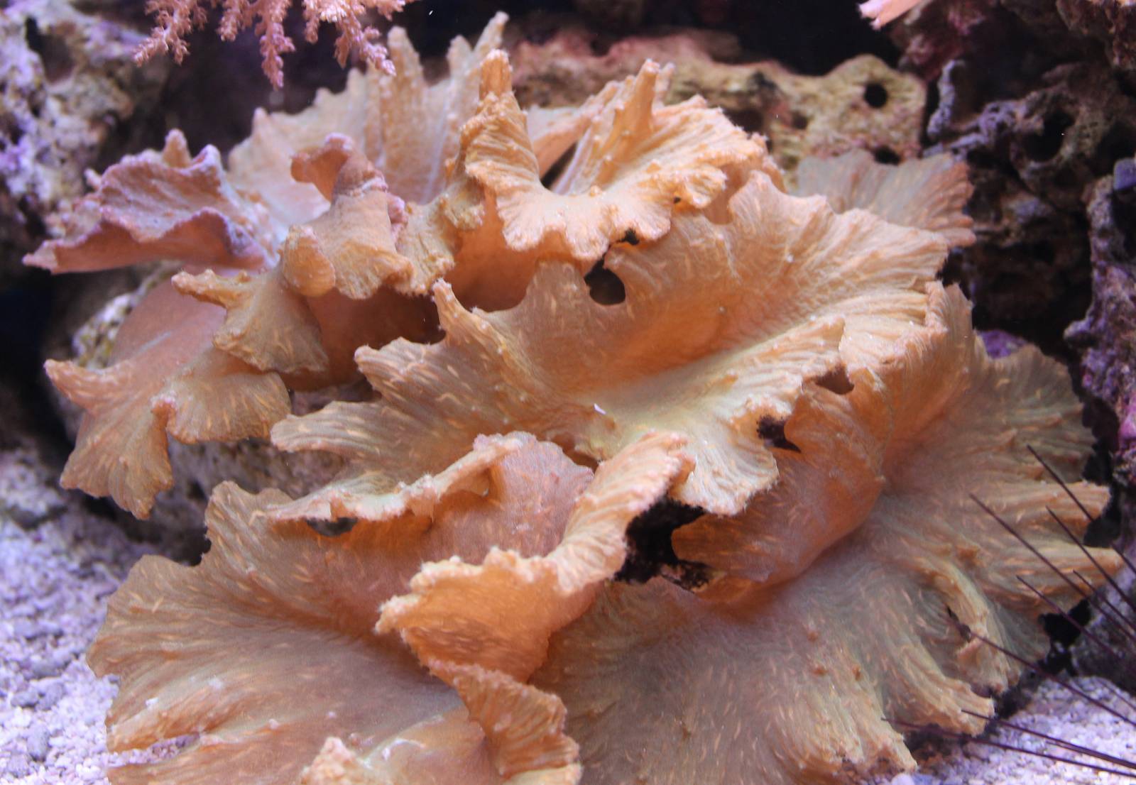 Soft coral ID