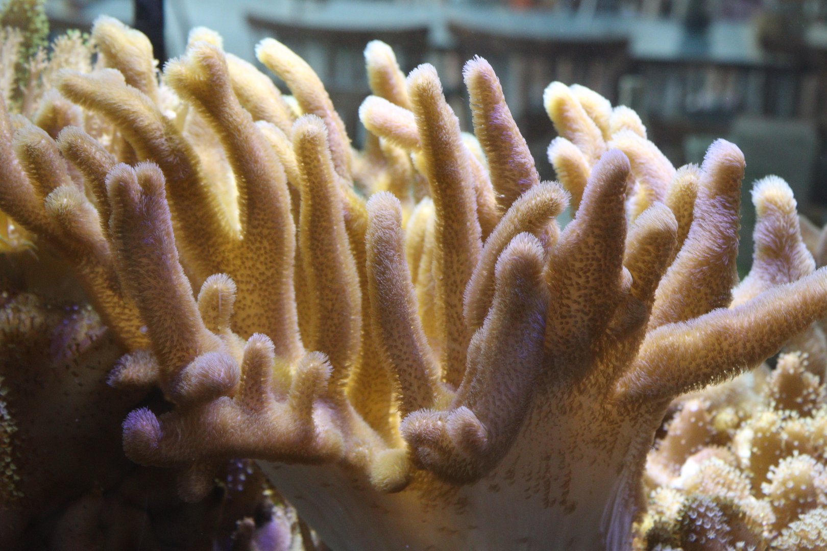 Soft Coral sp.