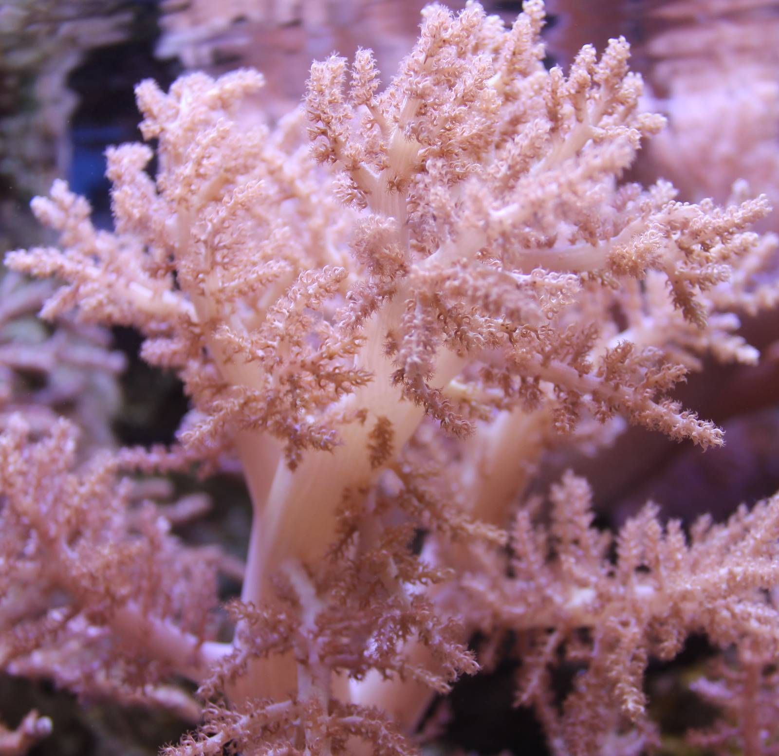 Soft coral species