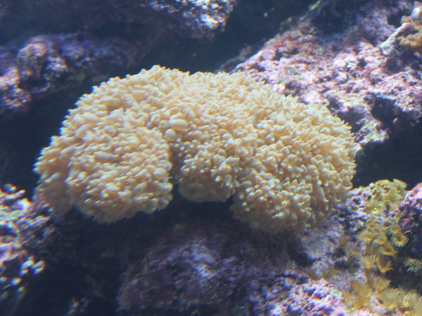 Soft coral species