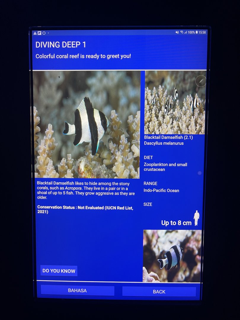 soft coral tank - blacktail dascyllus signage