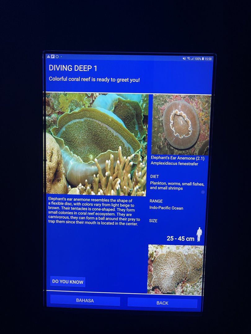 soft coral tank - elephant ear anemone signage