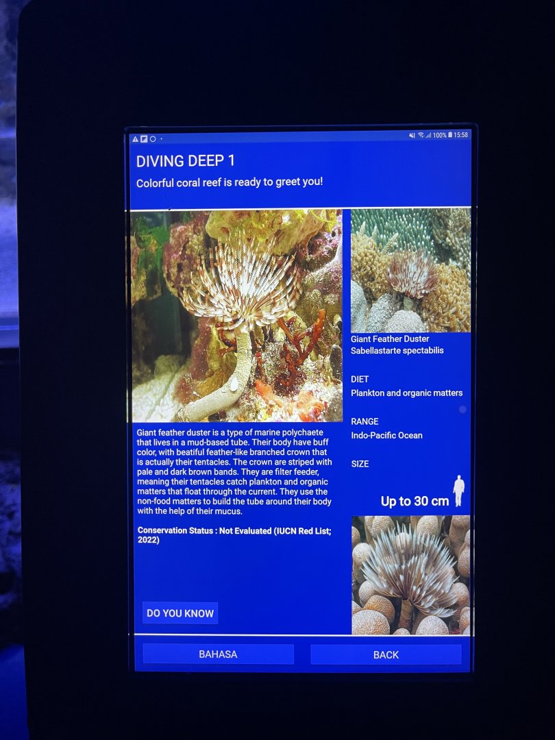 soft coral tank - giant feather duster signage