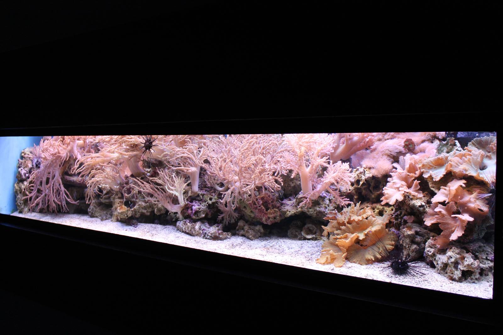 Soft coral tank