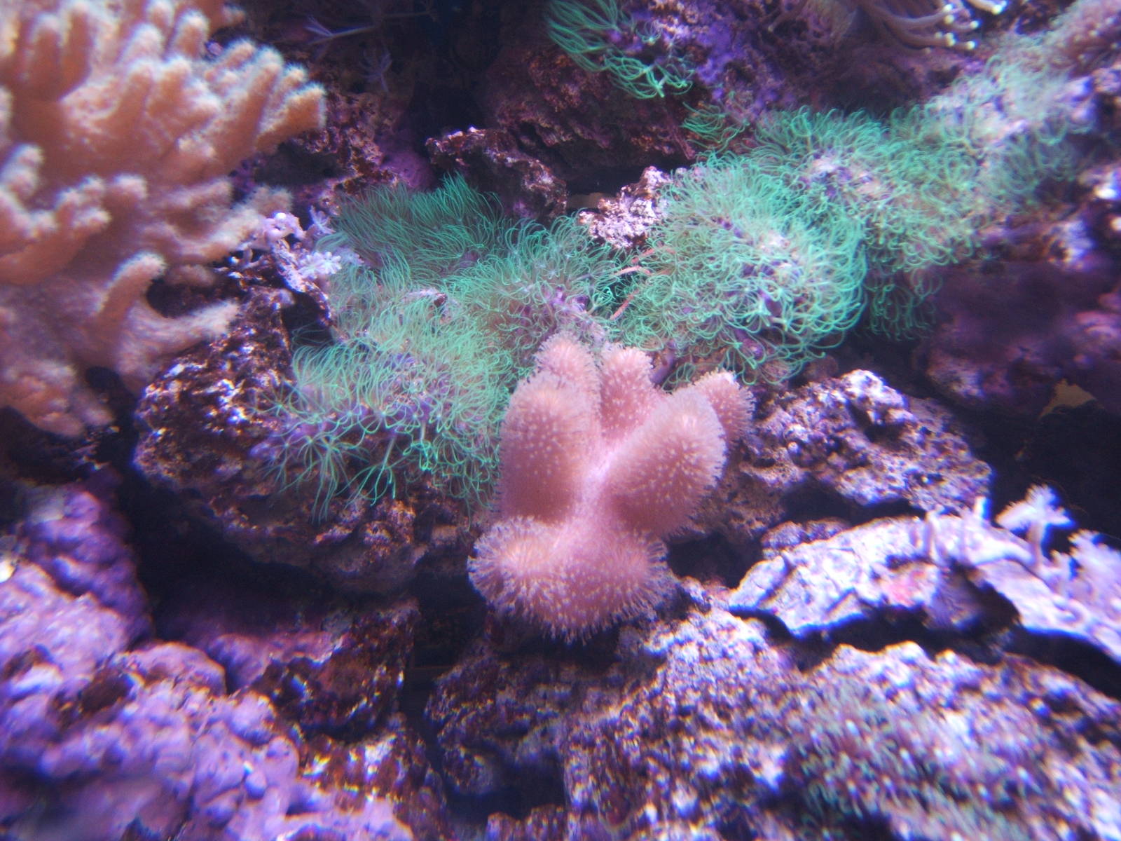 Soft Coral