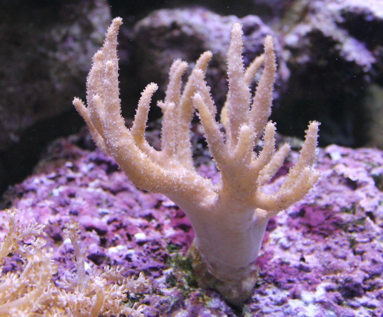 Soft coral