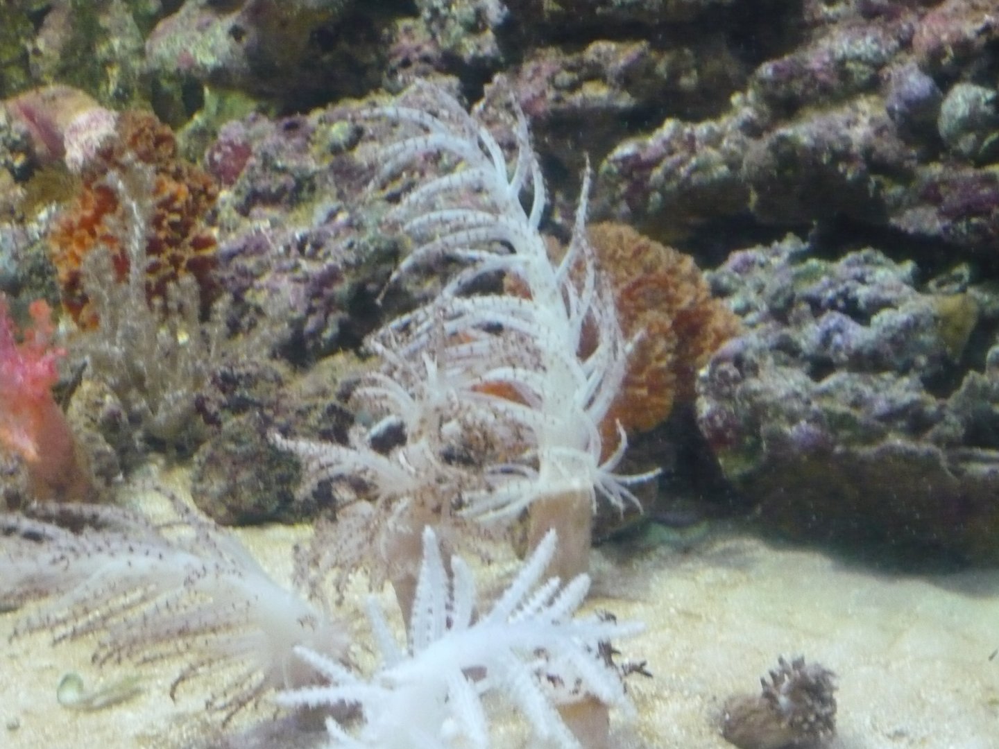 Soft coral