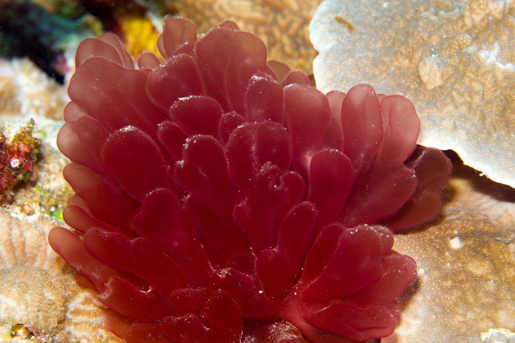 Soft Coral