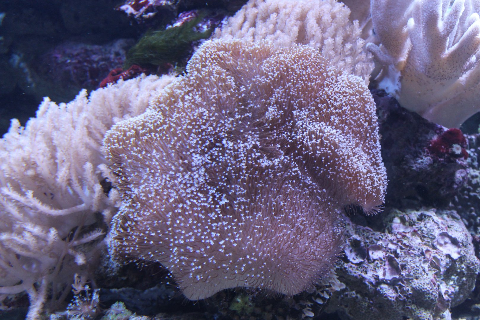 Soft coral