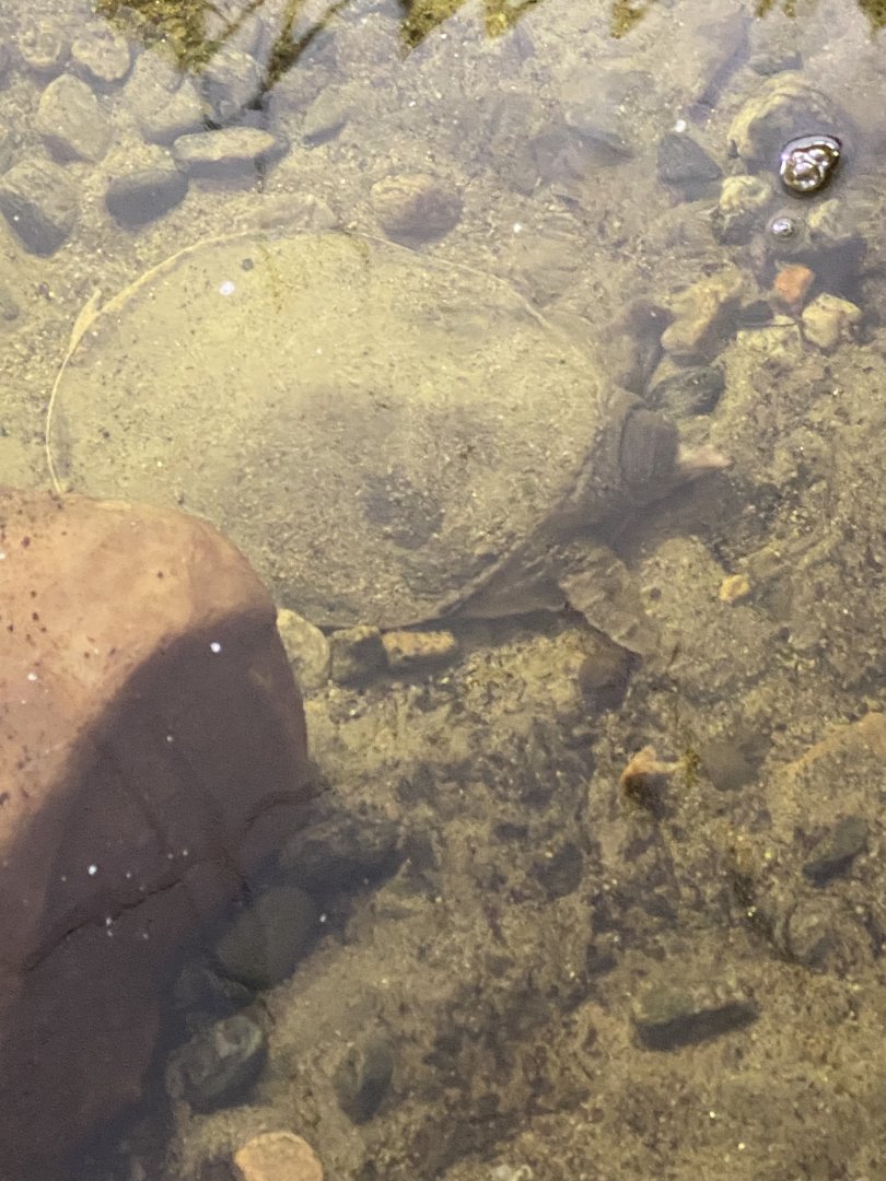 Soft shell turtle at riverside reptiles, ID?