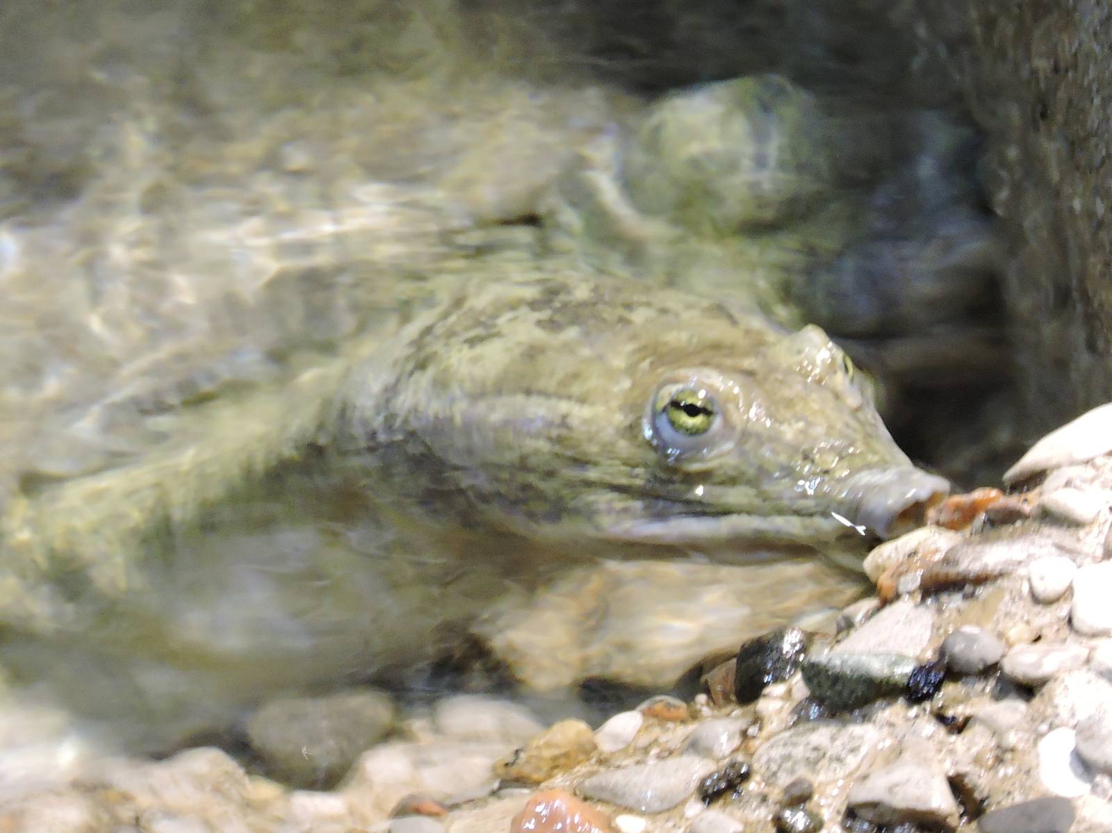 Soft Shell Turtle
