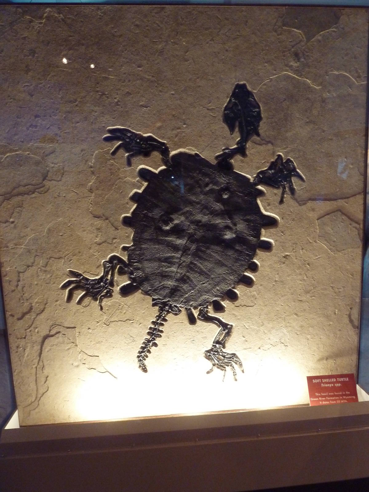 Soft-Shelled Turtle Fossil