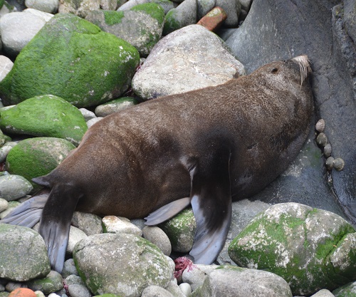 Soft spot for a nap?