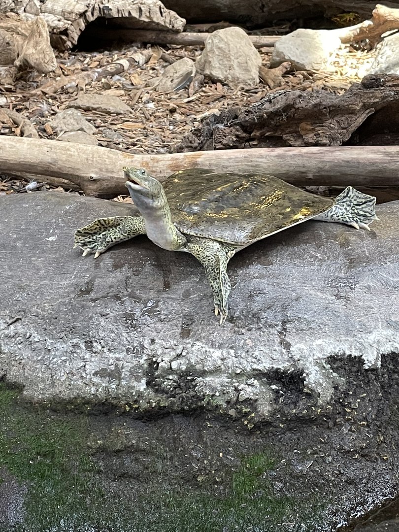 Softshell Turtle (8/14/21)