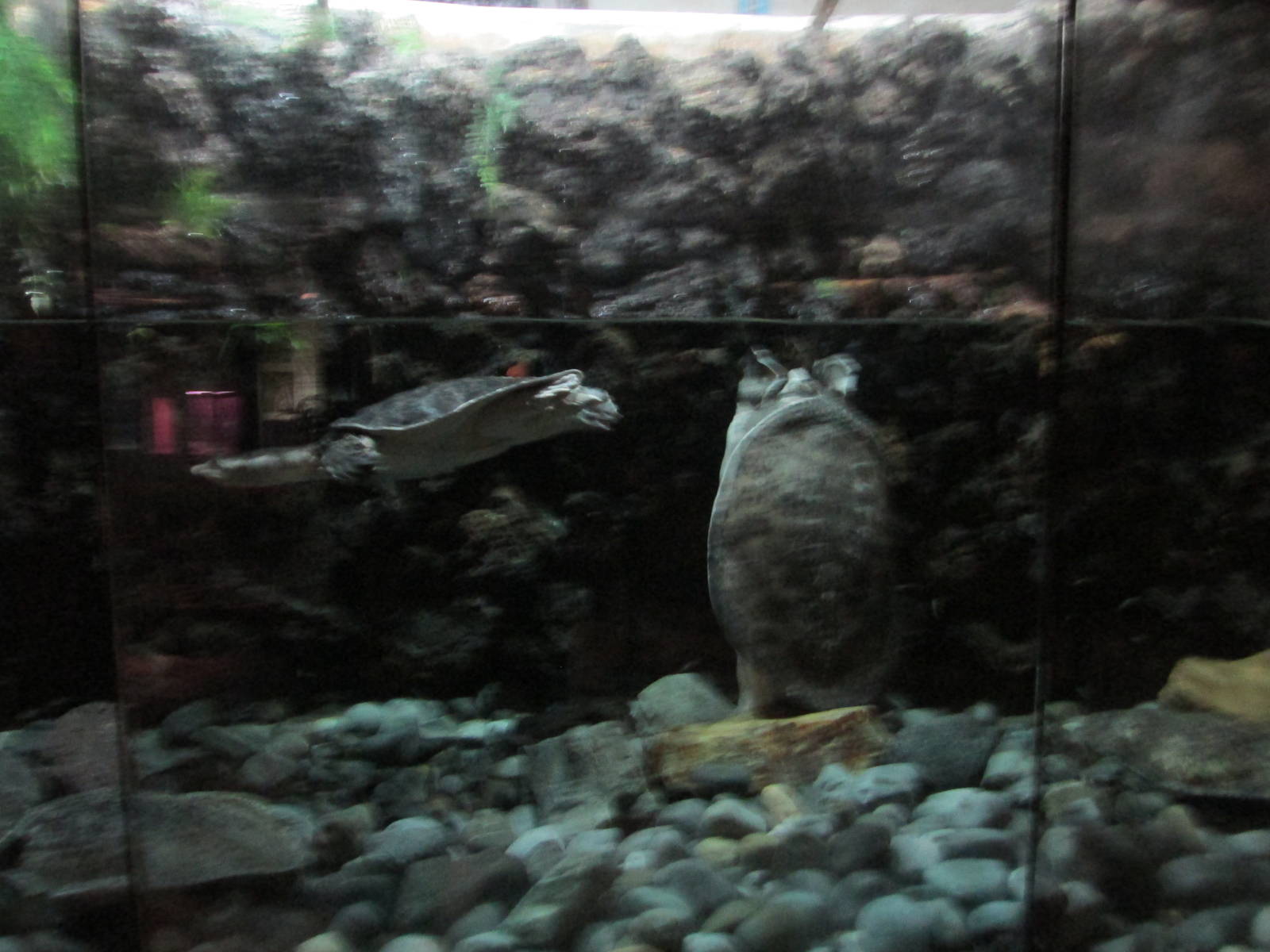 softshell turtle exhibit chapultepec zoo