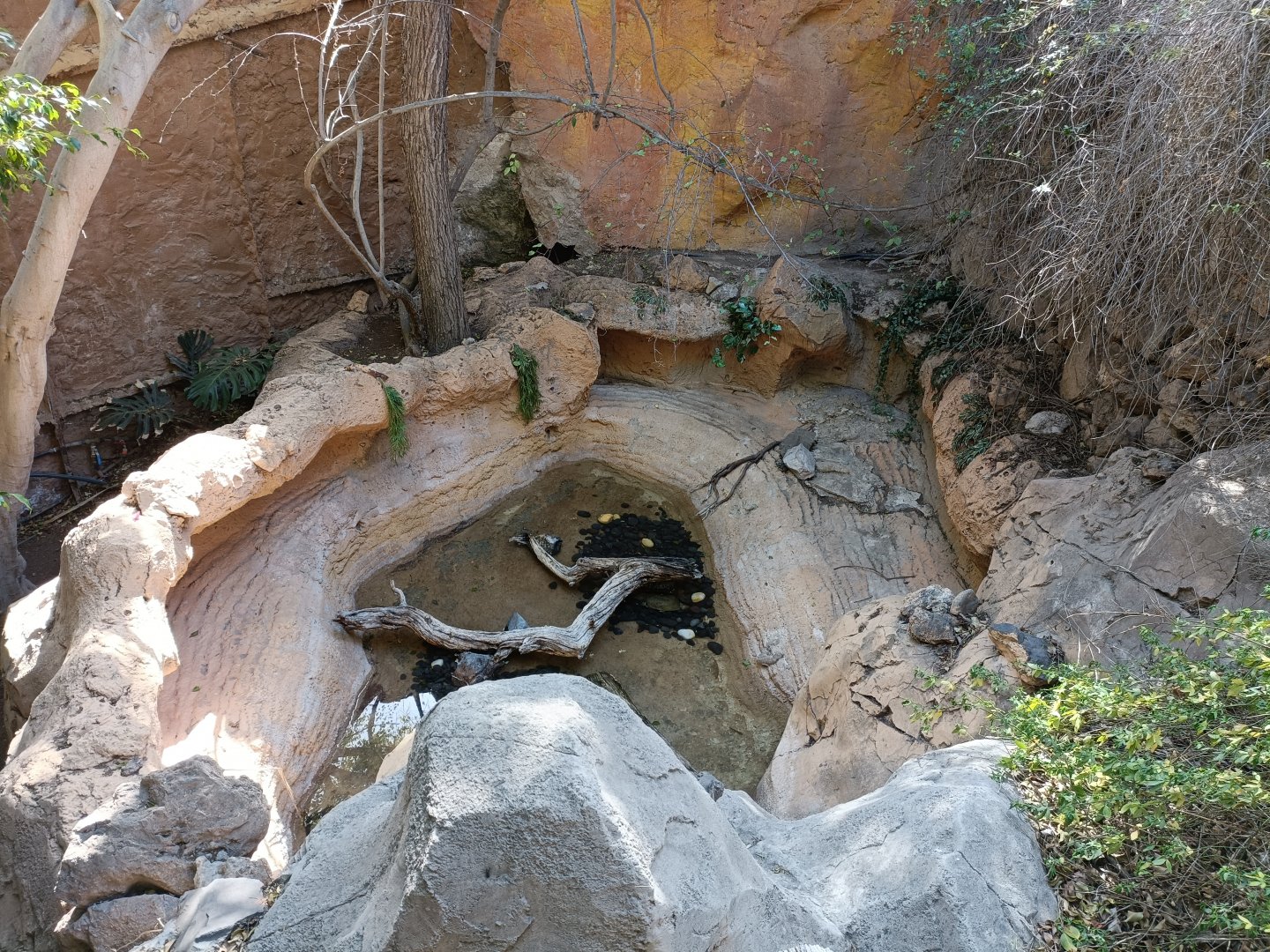 Softshell turtle Exhibit