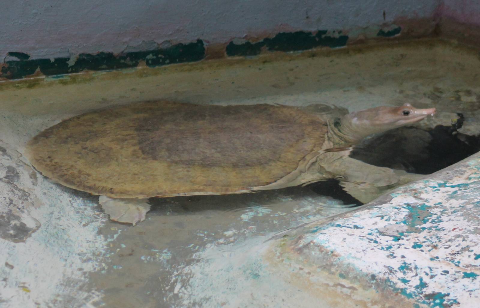 Softshell turtle ID