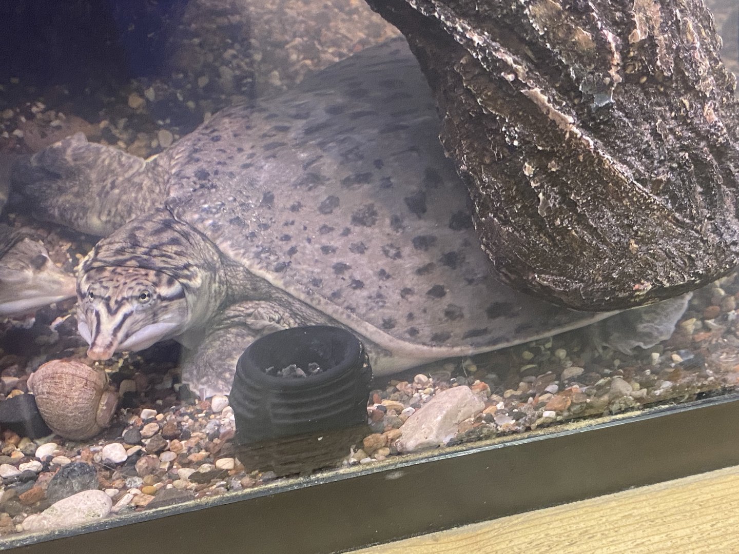 Softshell Turtle Id?