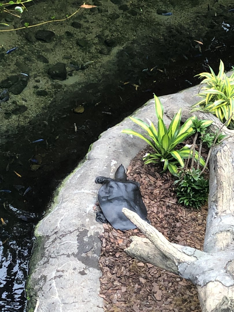Softshell Turtle Out of Water