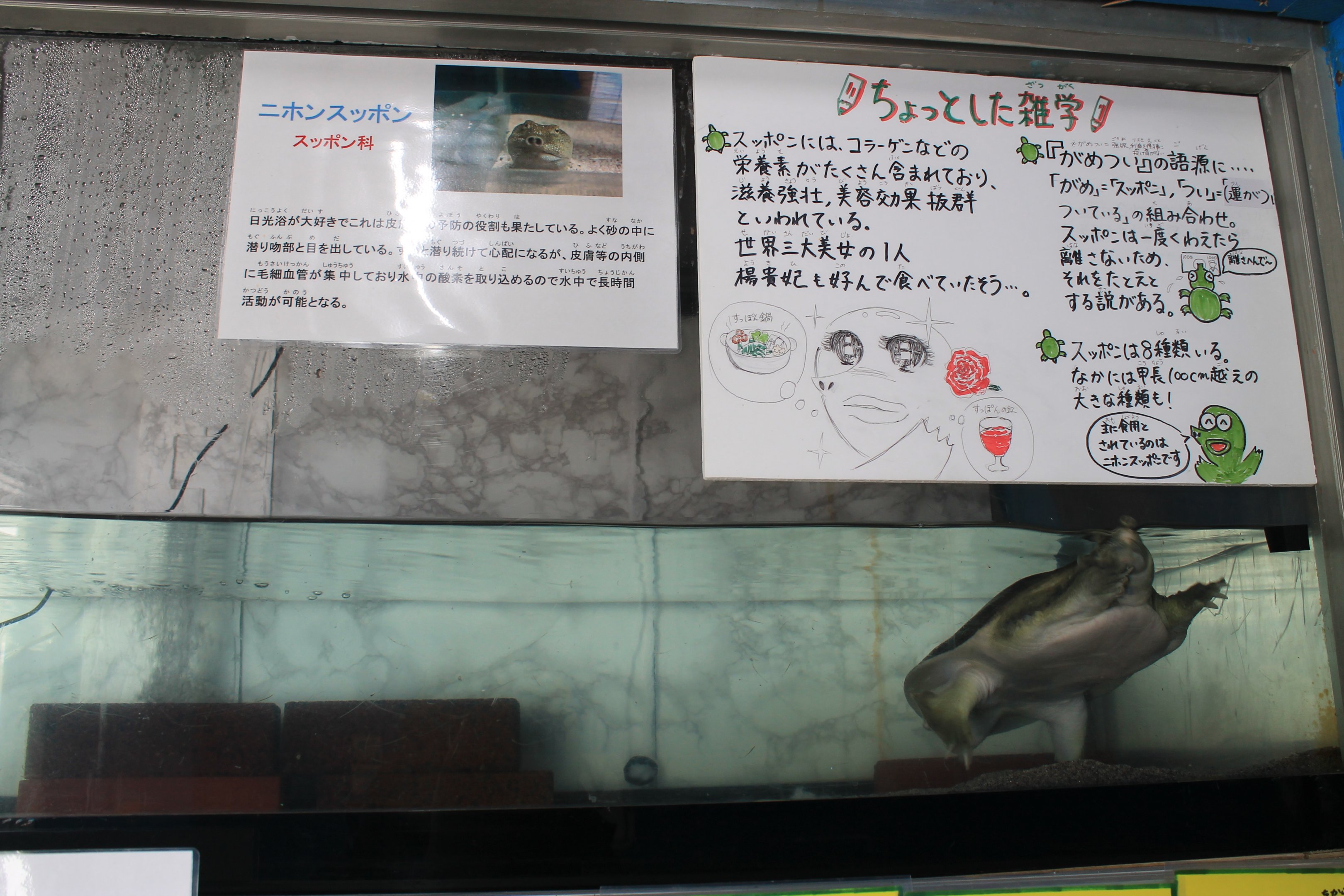 Softshell Turtle (Pelodiscus sinensis), Wakkanai Aquarium
