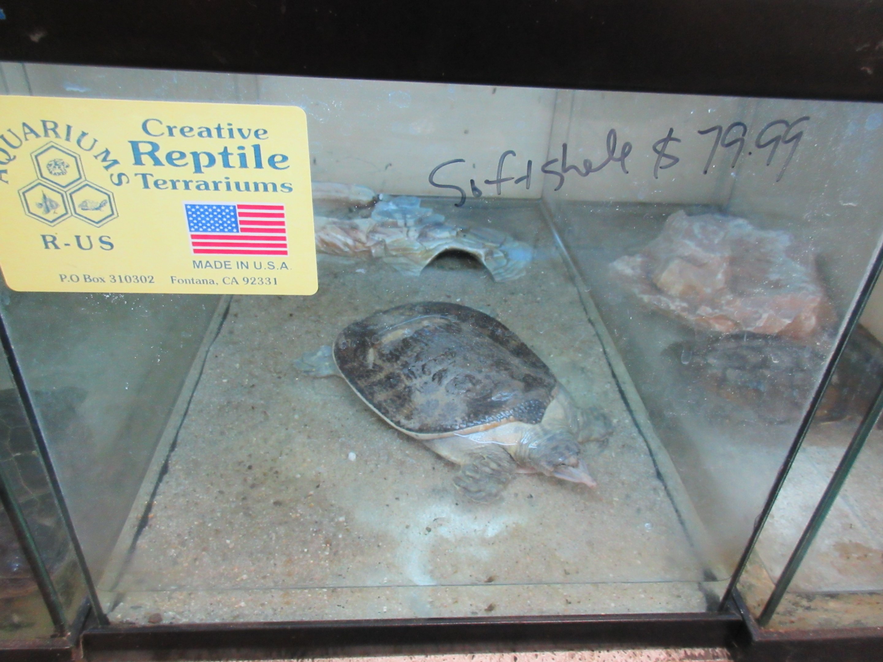Softshell Turtle Tank (for sale!)