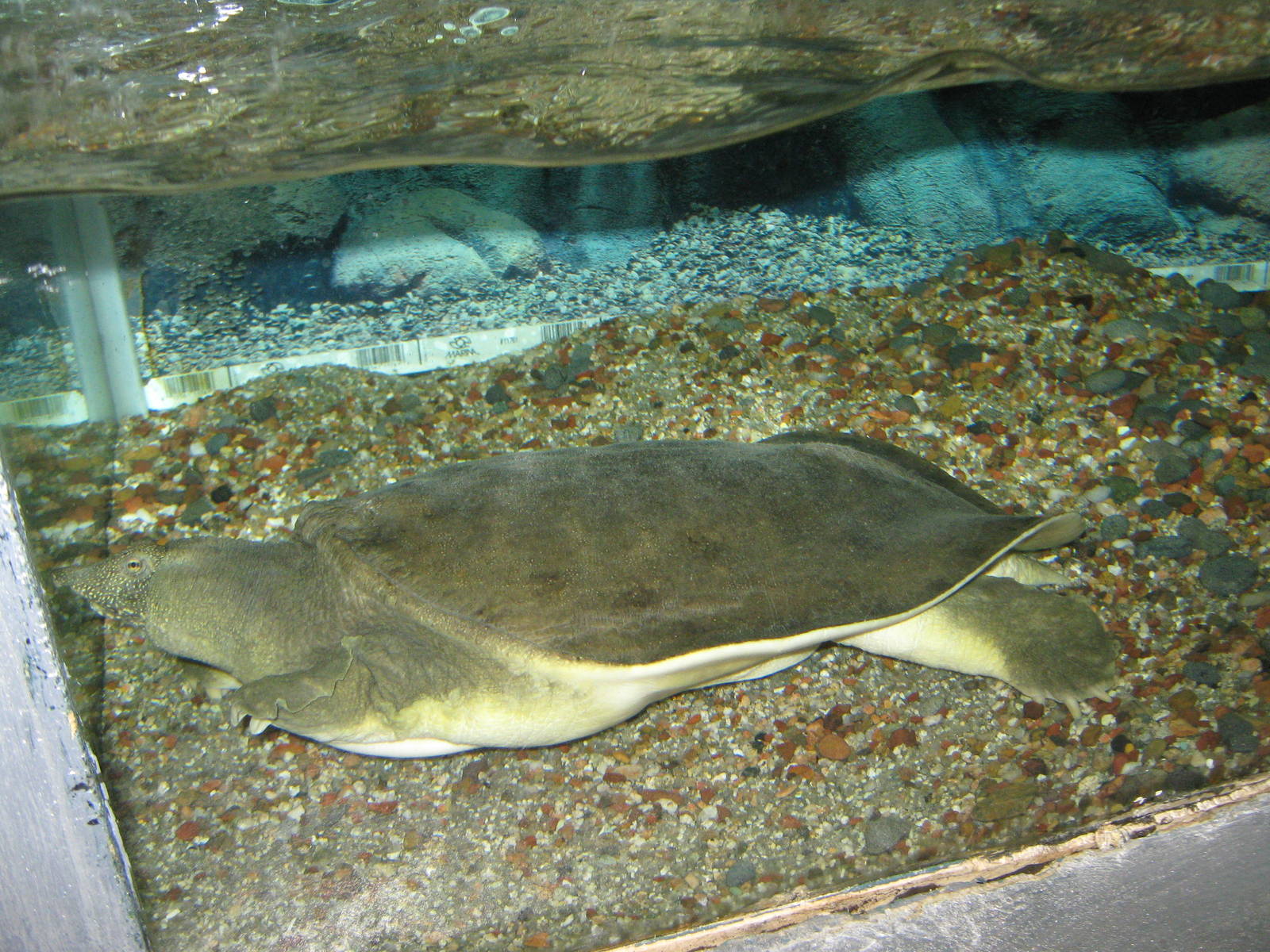 softshell turtle (Trionyx sp.)