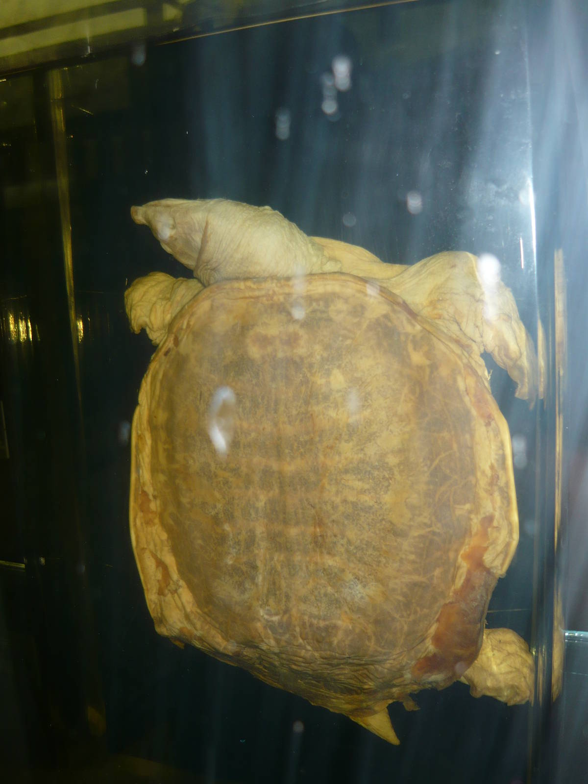 Softshell turtle wet specimen
