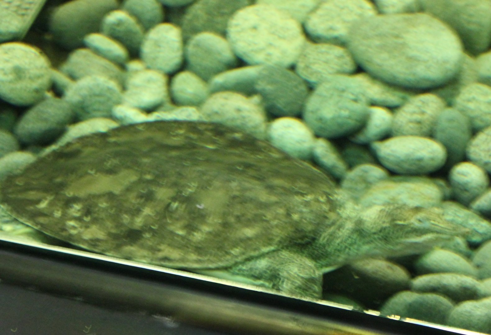 Softshell turtle