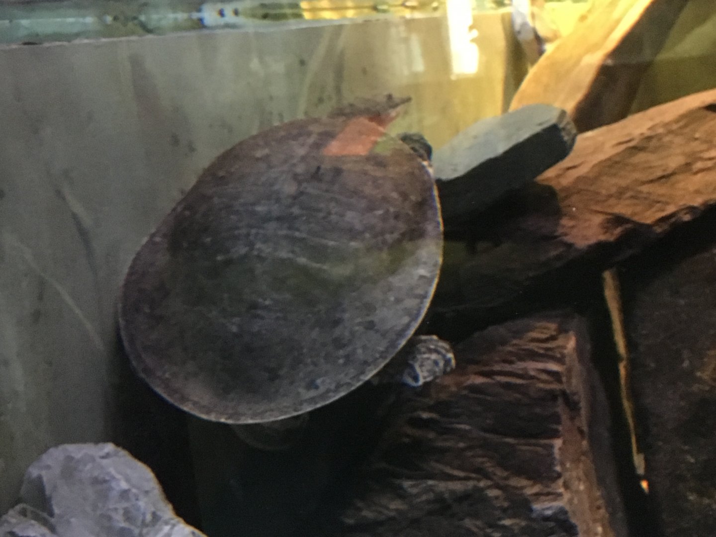 Softshell Turtle