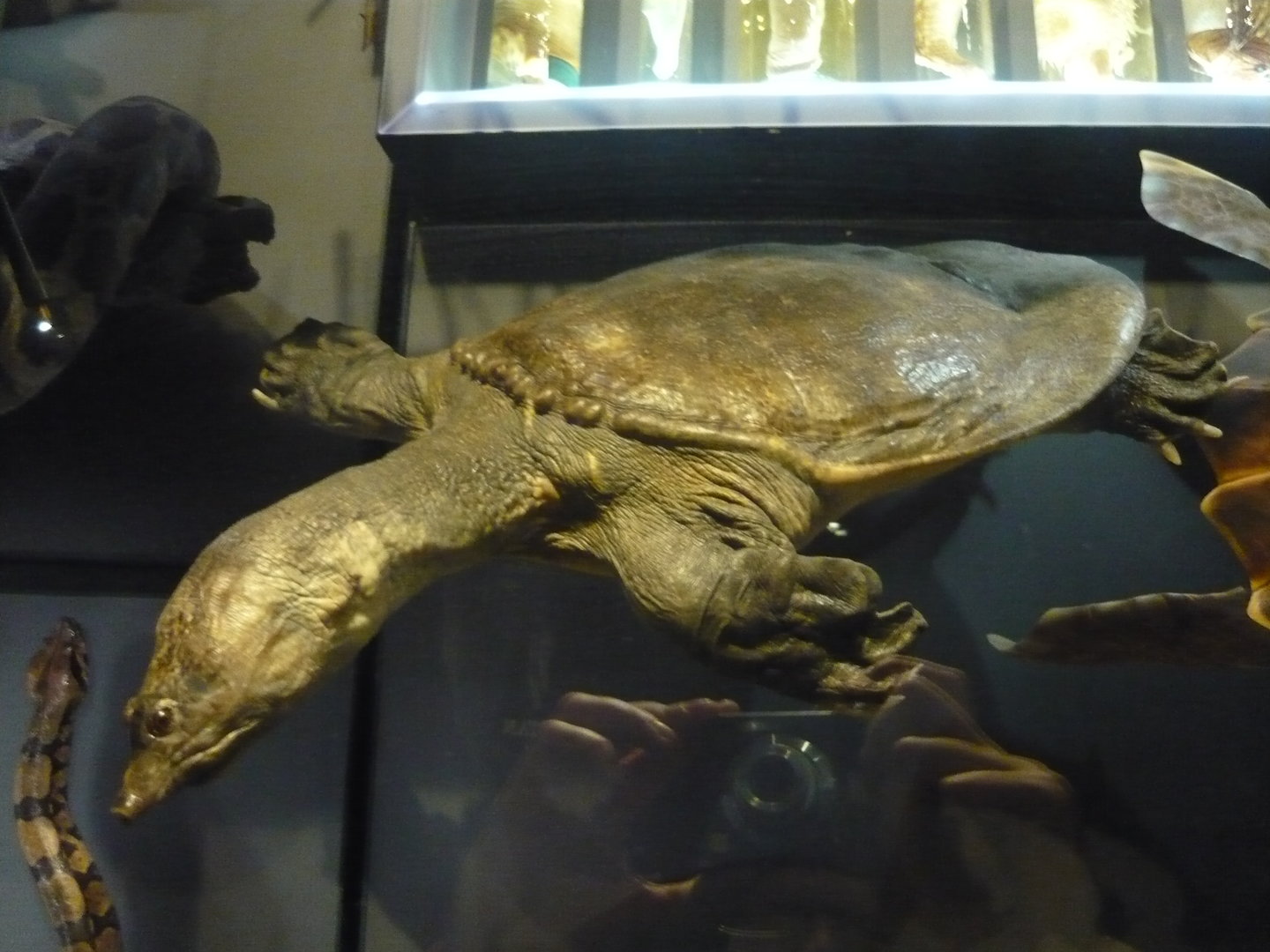 Softshell turtle