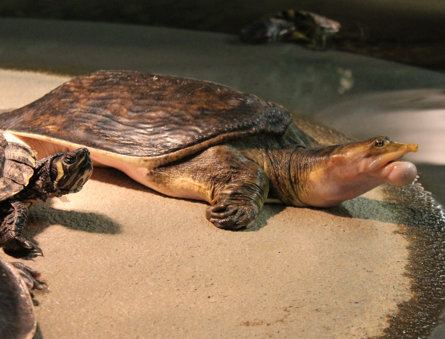 Softshell with a problem