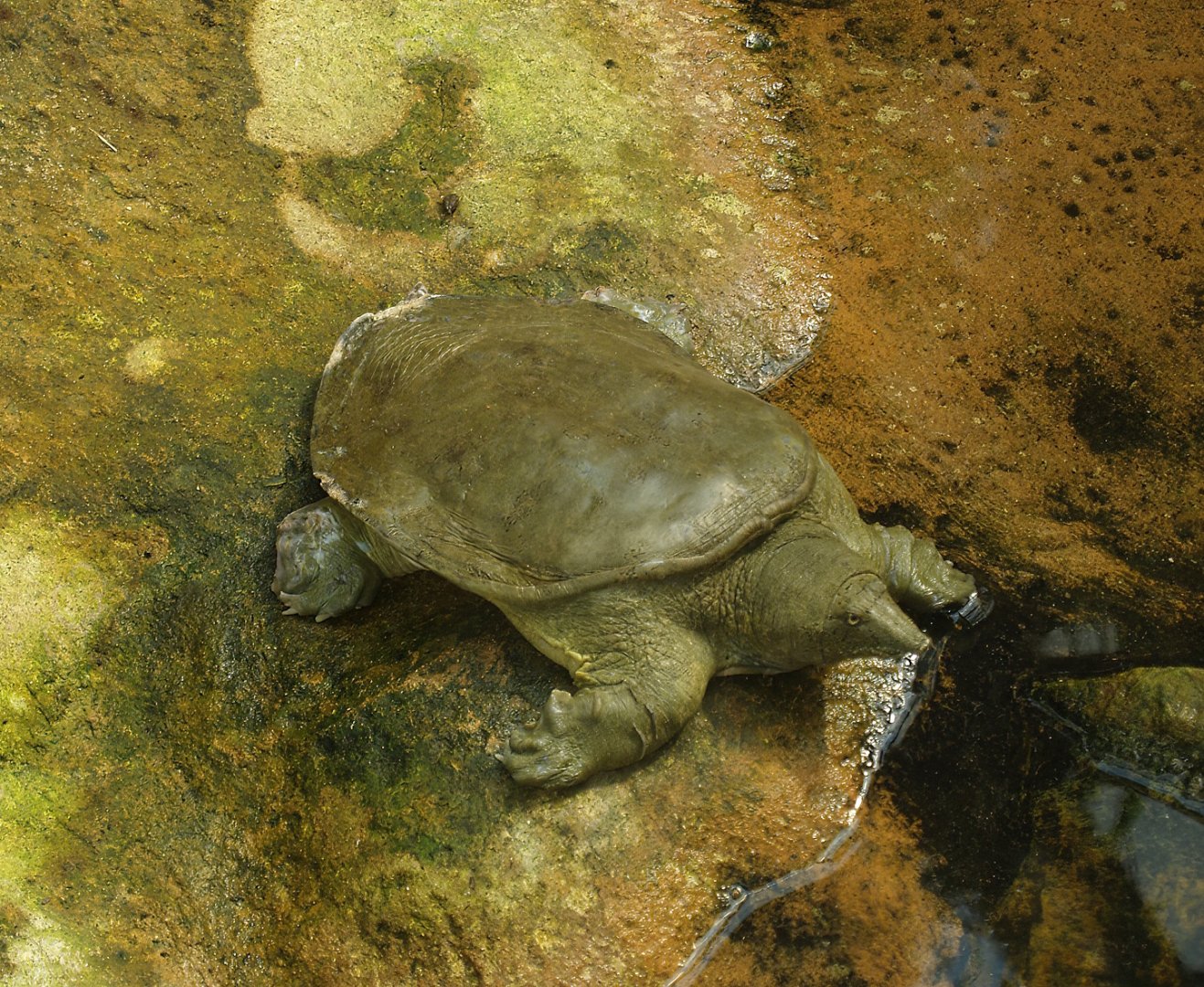 Softshelled turtle, possibly Wattle-necked softshelled turtle (Palea steindachneri), 2007-04-01