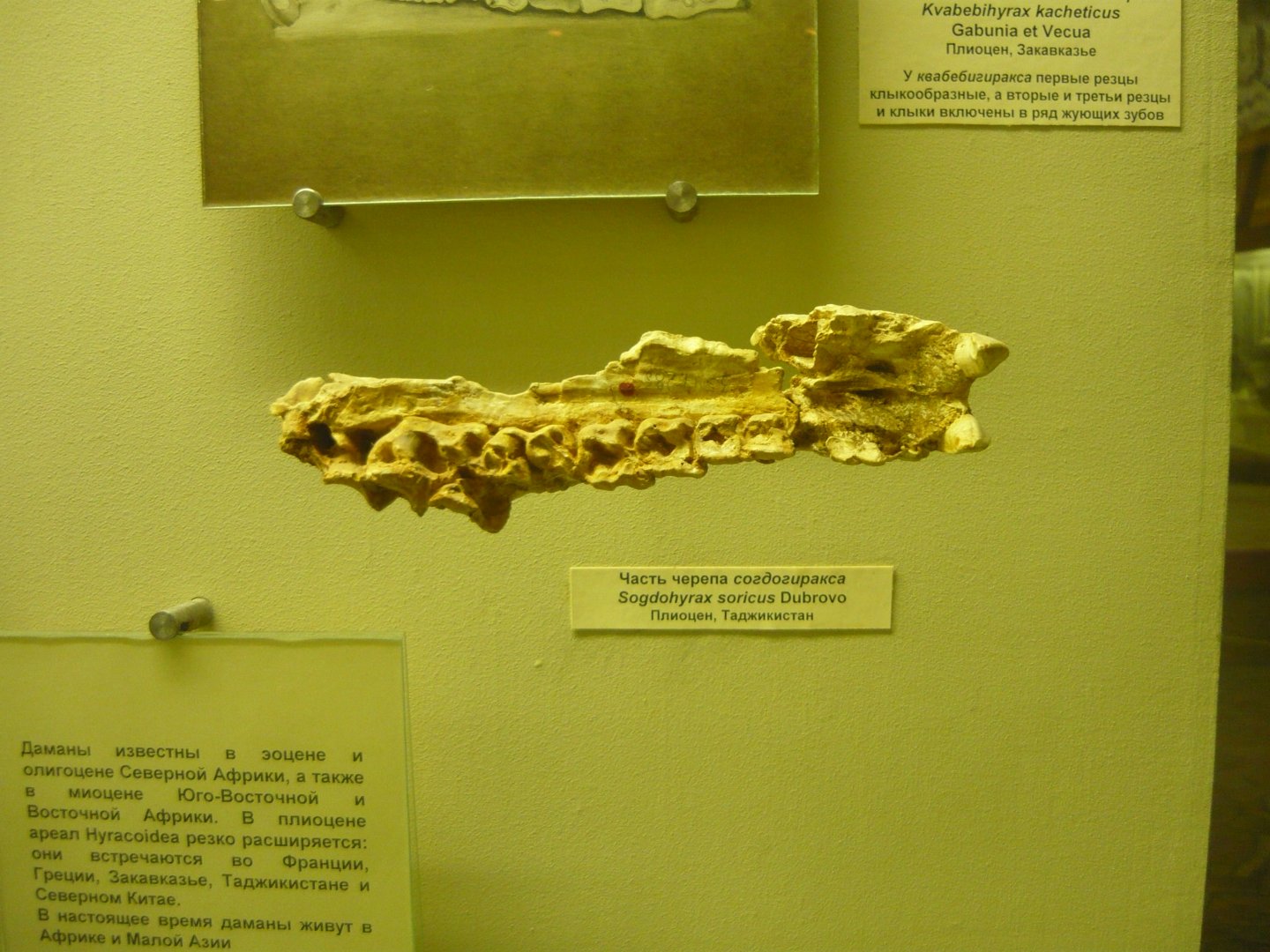 Sogdohyrax soricus skull fragment