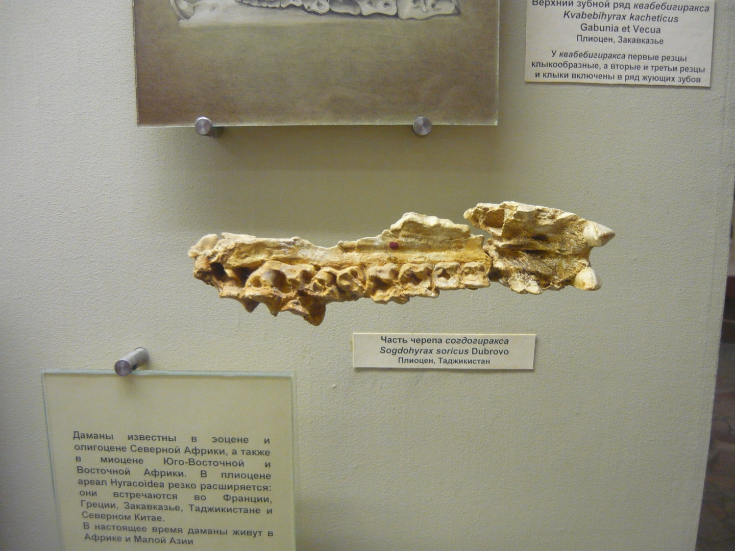 Sogdohyrax soricus skull fragment