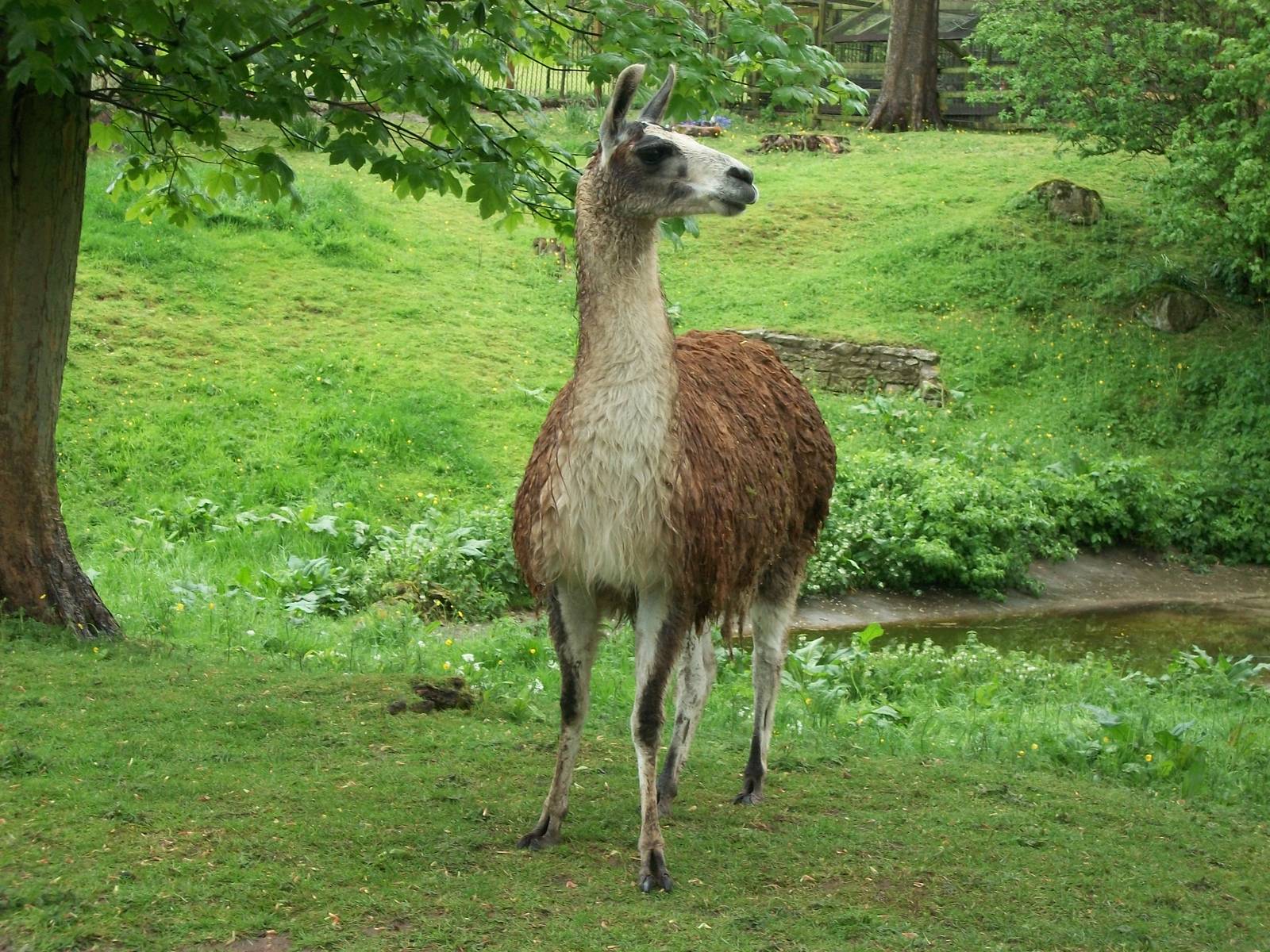 Soggy Llama Number One, 10th May 2014