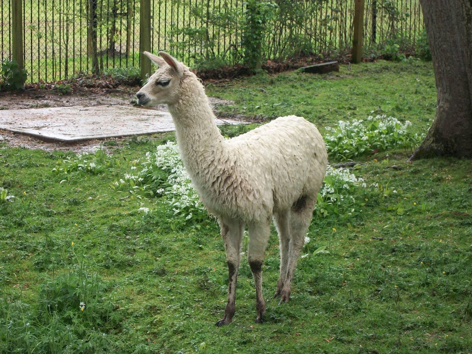 Soggy Llama Number Two, 10th May 2014