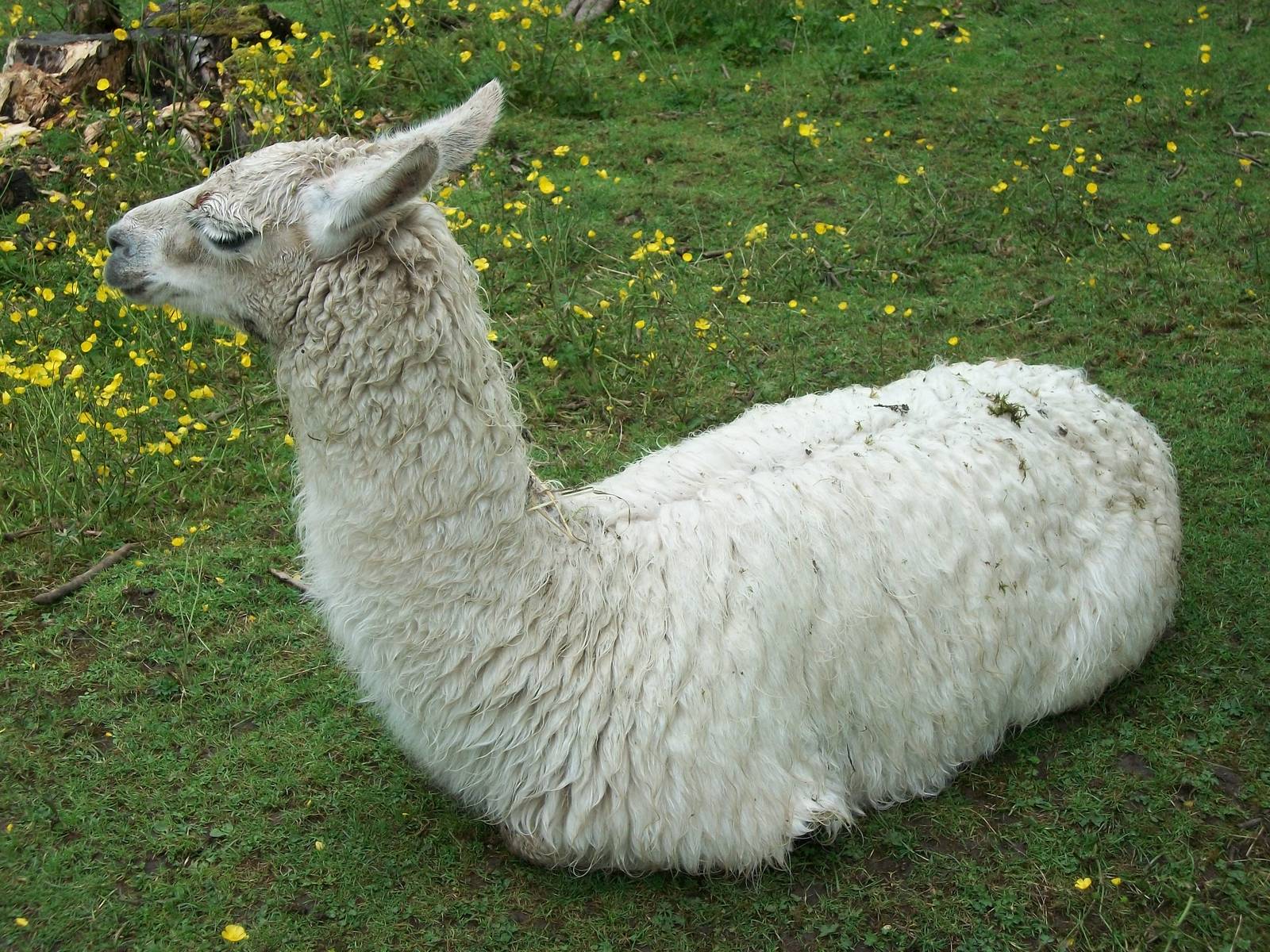 Soggy Llama time again, 7th June 2014